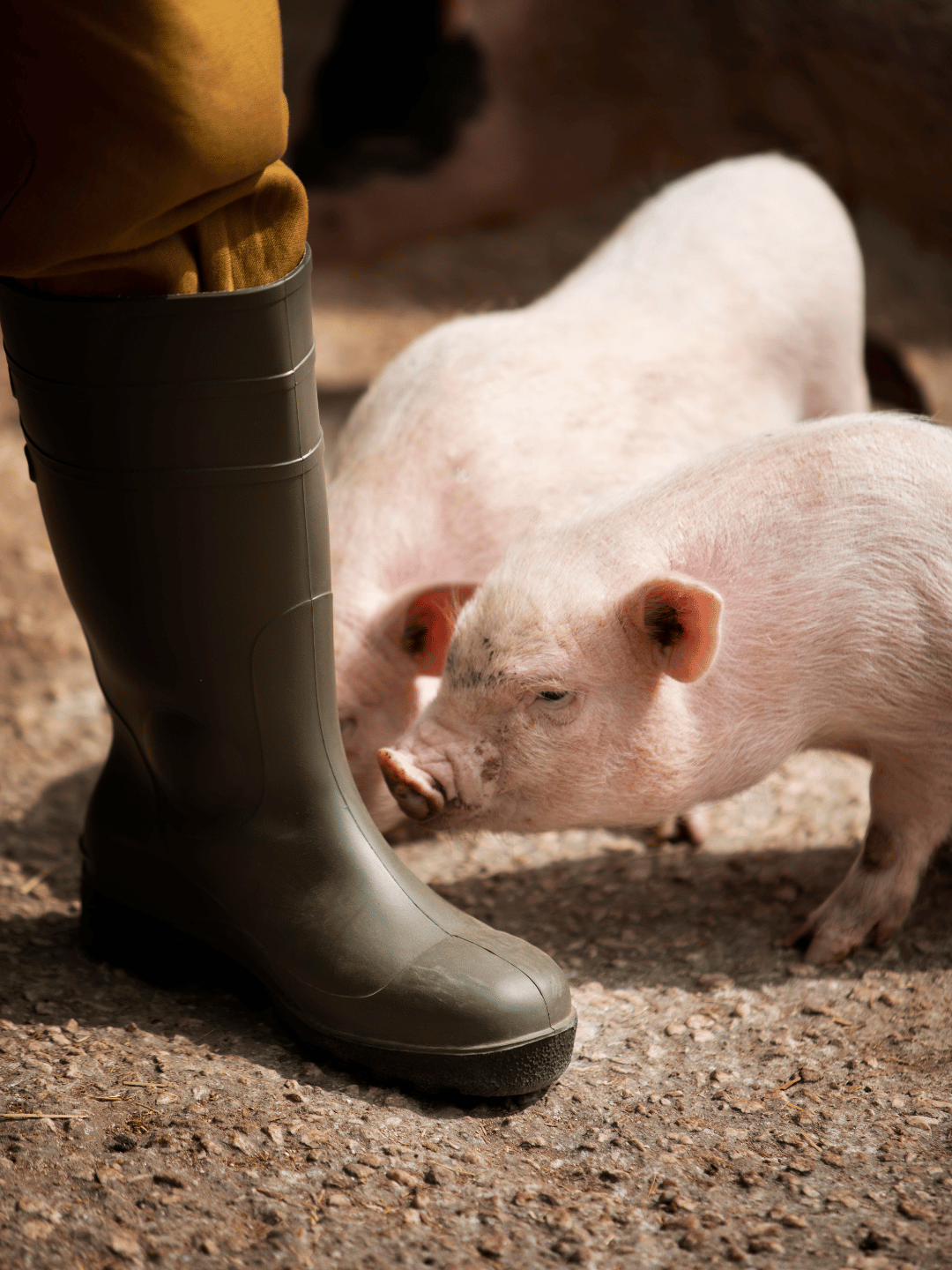非洲豬瘟懶人包:特性、傳染途徑與預防方式