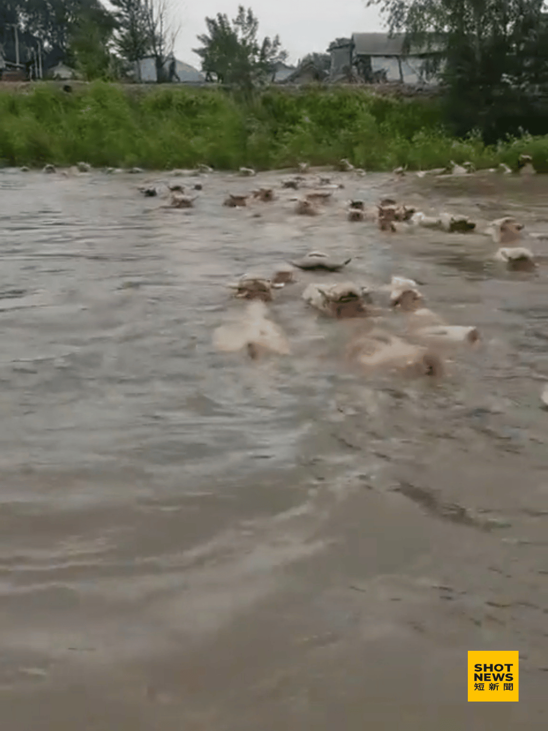 決堤後受災地區牛隻遭水流沖走。(圖：X)