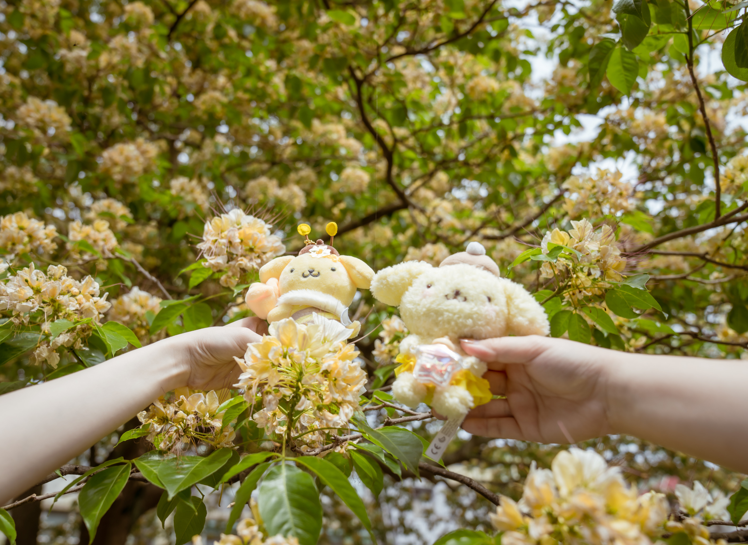 公館魚木盛開！撞色布丁狗成打卡聖地