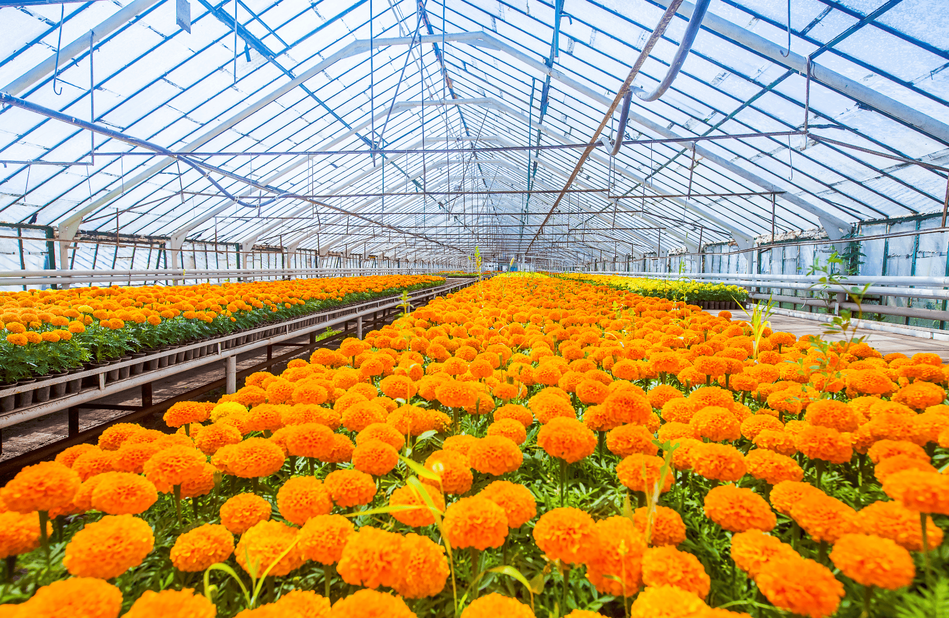 滑世代精準護眼：葉黃素先驅揭祕吸收關鍵