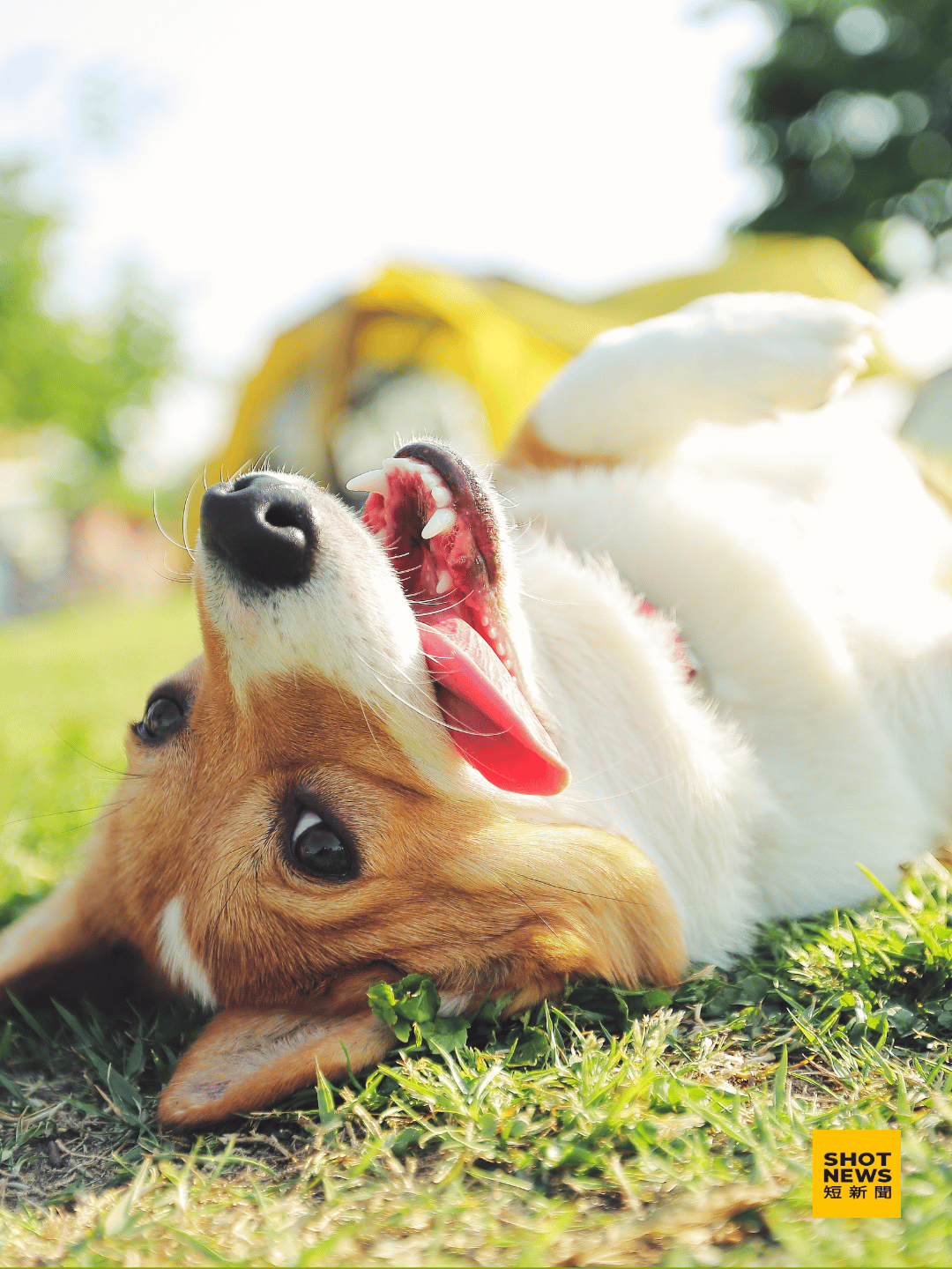 政院修動保法 棄養罰百萬 虐待刑責加重