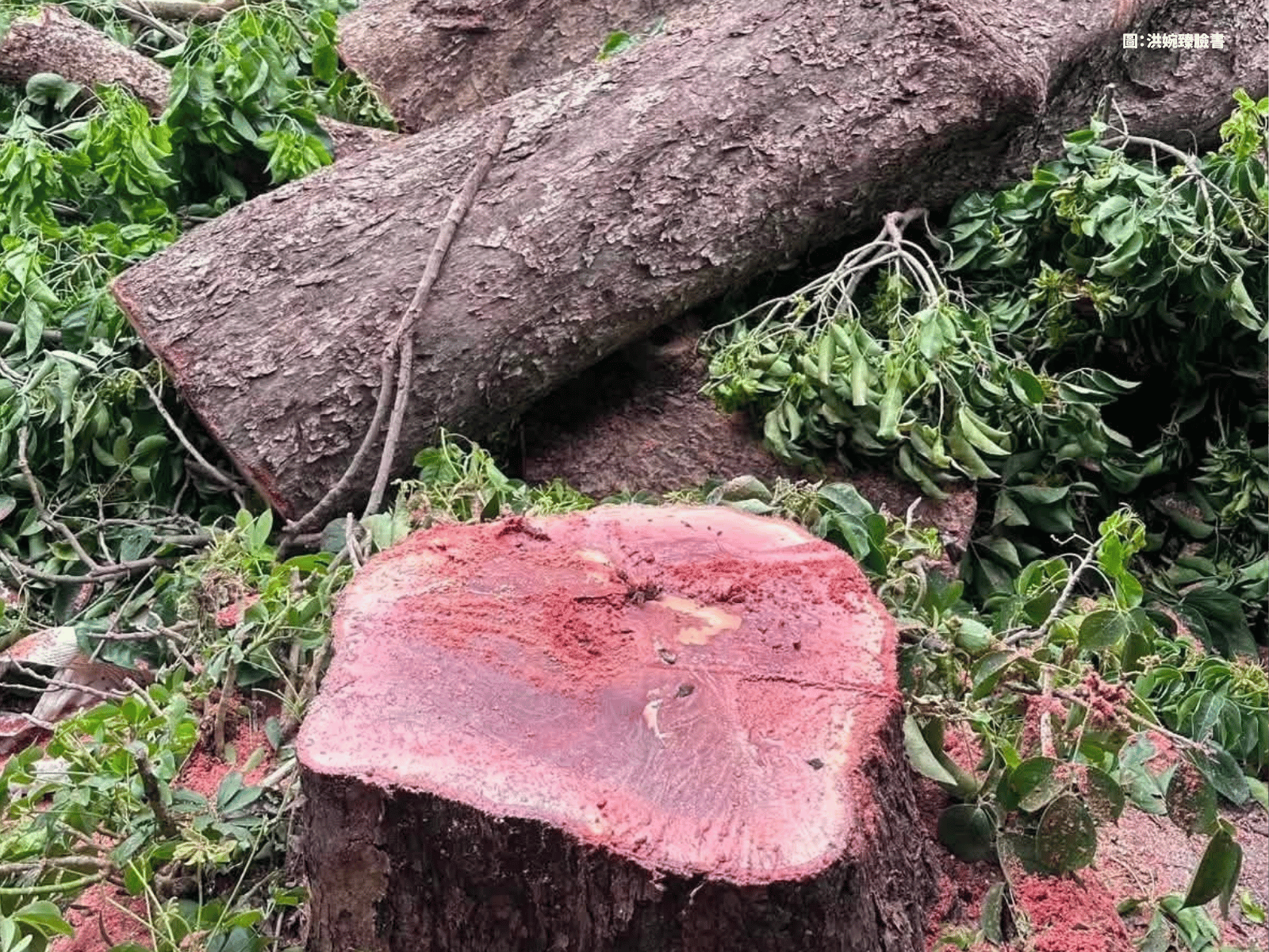 蔣萬安又砍樹！東門市場茄苳樹遭誤砍