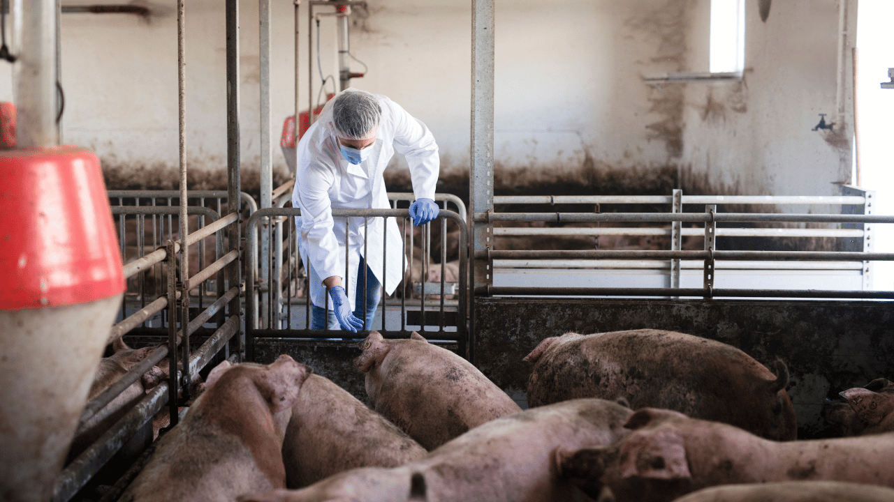 走私肉品或剩食飼料,是亞洲豬瘟疫情擴散的原因之一。(圖/Freepik)